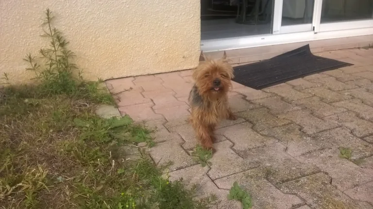 Chien trouvé