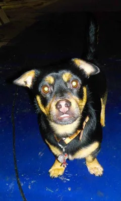 Chien perdu Teckel