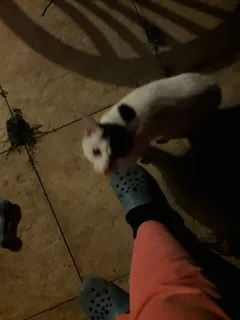Chat trouvé Croisé