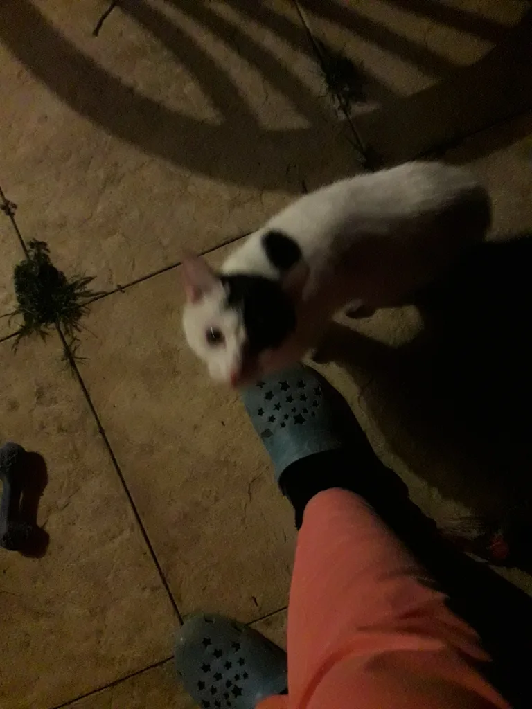 Chat trouvé