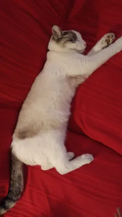 Chat perdu Croisé