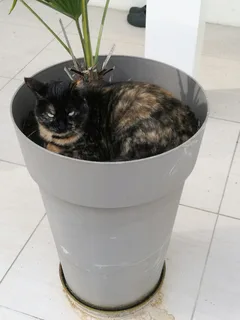 Chat perdu Européen