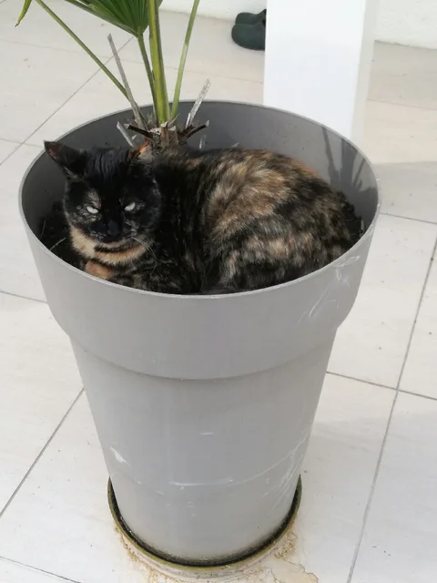 Kawa