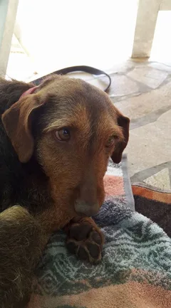 Chien trouvé Teckel