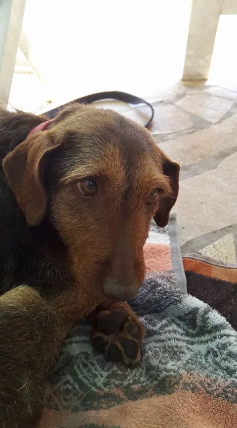 Chien trouvé