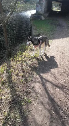 Chien perdu Husky Sibérien
