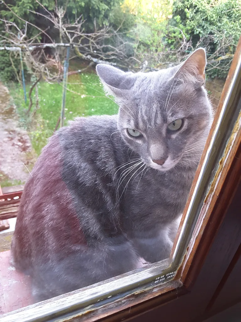 Chat trouvé