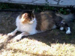 Chat perdu Européen