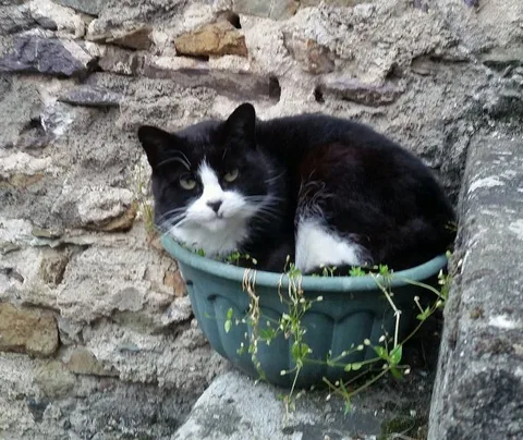 Chat trouvé