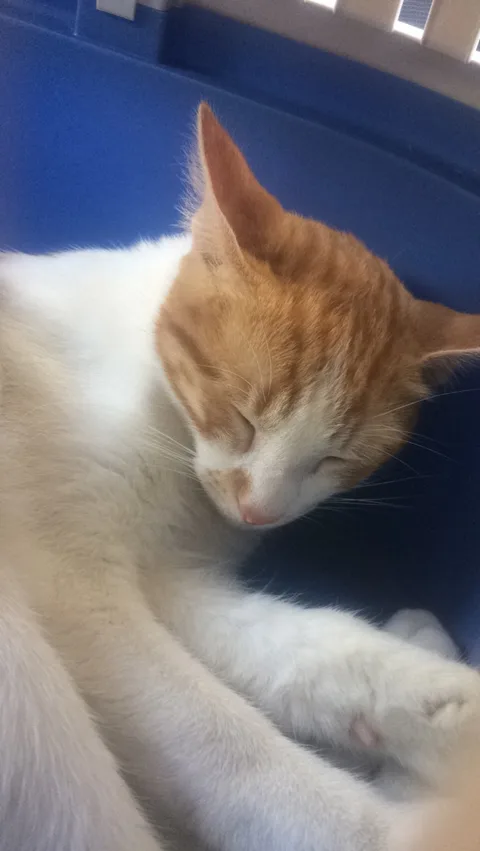Chat trouvé